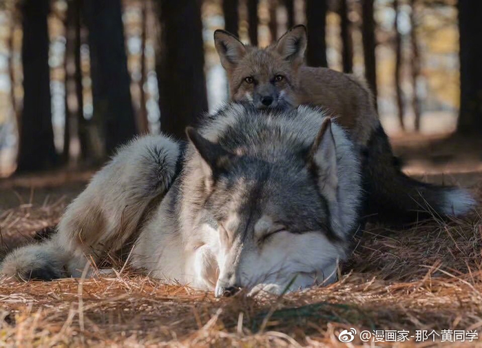 狐朋狼友~
