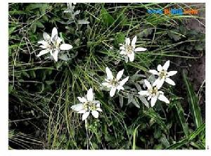 “生命之星”高山火绒草给你的肌肤注入新生命