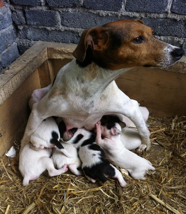 中国十大猎犬, 你知道几个?|太仓|猎犬|细犬|犬种|青川_新浪新闻