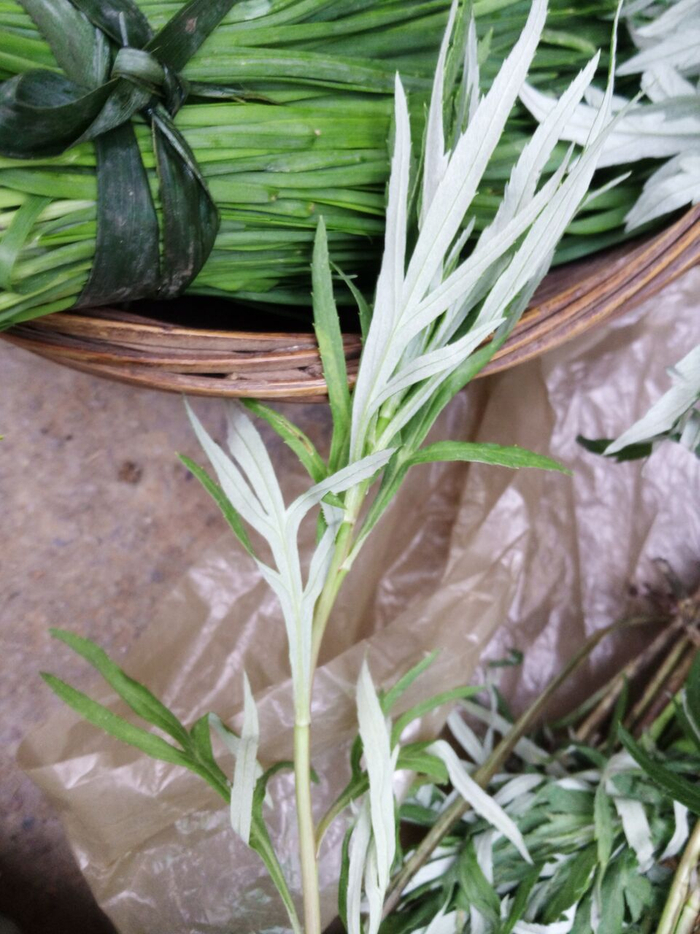 谁能告诉我这种"蛮子草"究竟是什么草药吗?