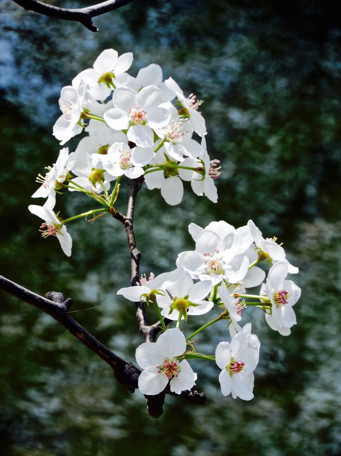 梨花 (@rinchan521) • photos and videos