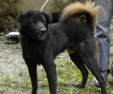 中国十大猎犬, 你知道几个?|太仓|猎犬|细犬|犬种|青川_新浪新闻
