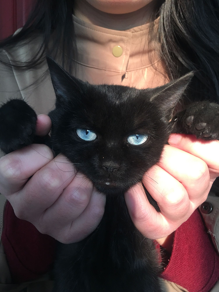 欧拉黑猫可以买二手车吗 欧拉后杠多少钱4s店