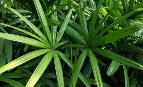 盆栽棕竹,掌握这3个技巧,才能茎干挺拔,叶色浓绿,越长越好!