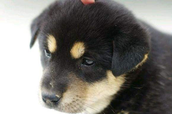 四眼狗不祥?中华田园犬里的四眼土狗,只因身上国产标签即将消失|_新浪新闻