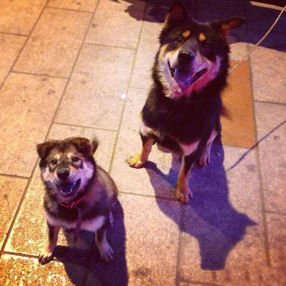 四眼狗不祥?中华田园犬里的四眼土狗,只因身上国产标签即将消失|_新浪新闻