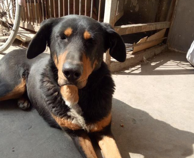 四眼狗不祥?中华田园犬里的四眼土狗,只因身上国产标签即将消失|_新浪新闻
