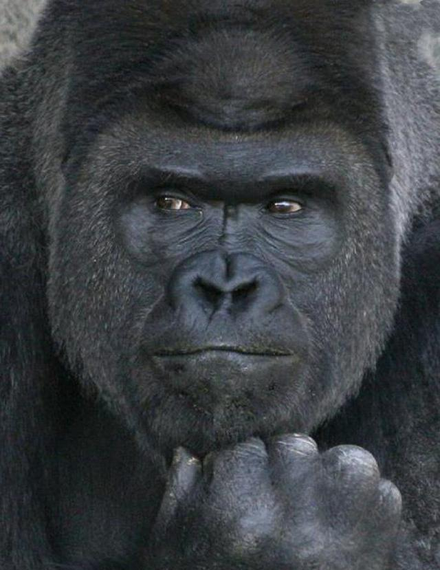 历史最帅气的大猩猩, 征服无数日本女粉丝, 网友: 赶紧出道拍片