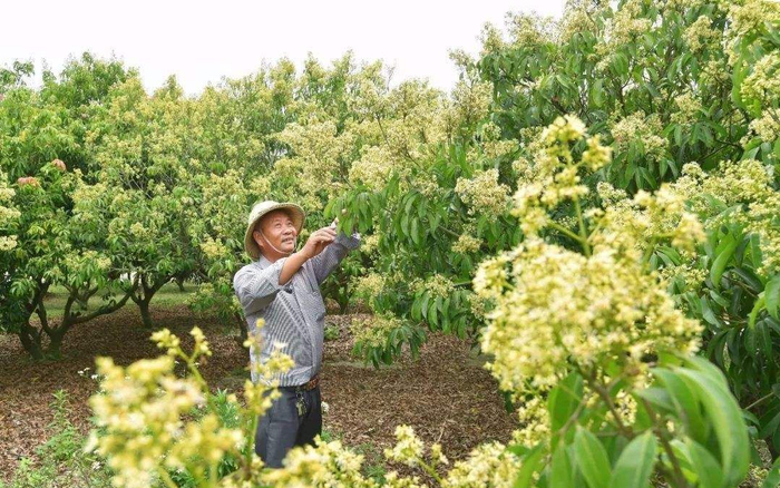 荔枝开花期为什么不宜打杀虫剂？