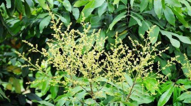 荔枝开花期为什么不宜打杀虫剂？