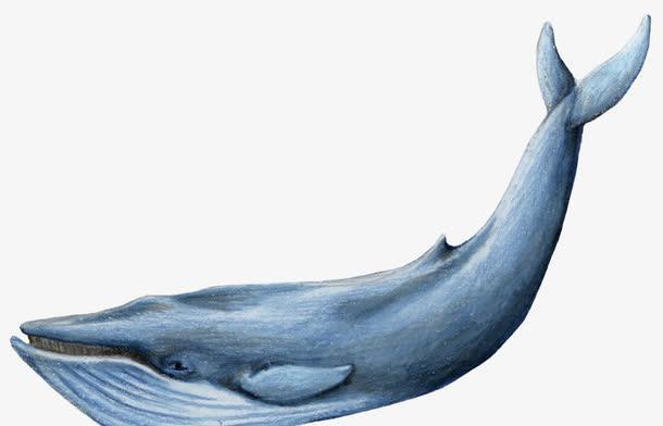 鲸鱼是哺乳动物需要呼吸，为何还生活在海里？