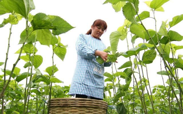桑树采收有何特点?采收方法有哪些?如何高效夏伐采收?看完懂了|桑叶|枝条|蚕|叶片|养蚕_新浪新闻