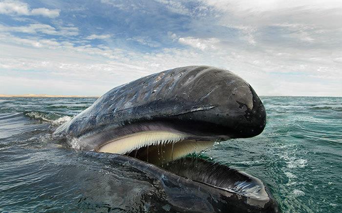 鲸鱼是哺乳动物需要呼吸，为何还生活在海里？