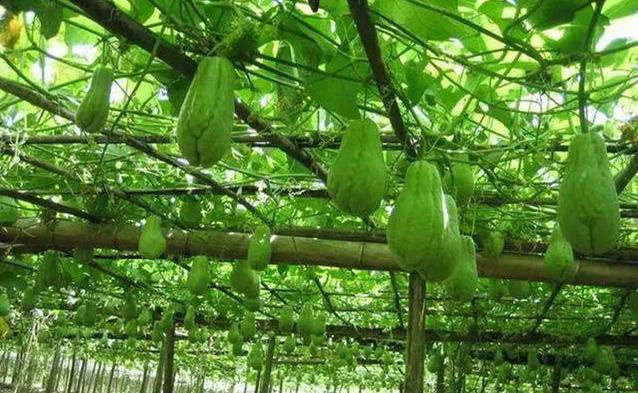 韶关新丰县8大推荐美食，这些地方美食值得你的品尝