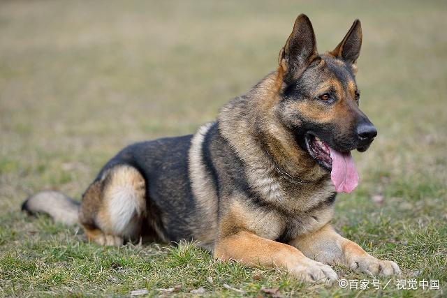 牧羊犬大揭秘：全世界上最杰出的八大牧羊犬