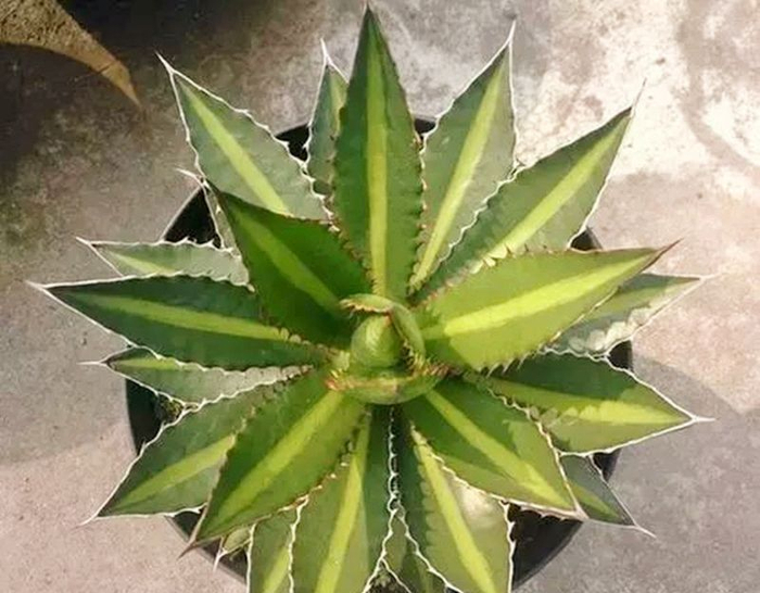 32种龙舌兰鉴赏，见过15种以上的算我输