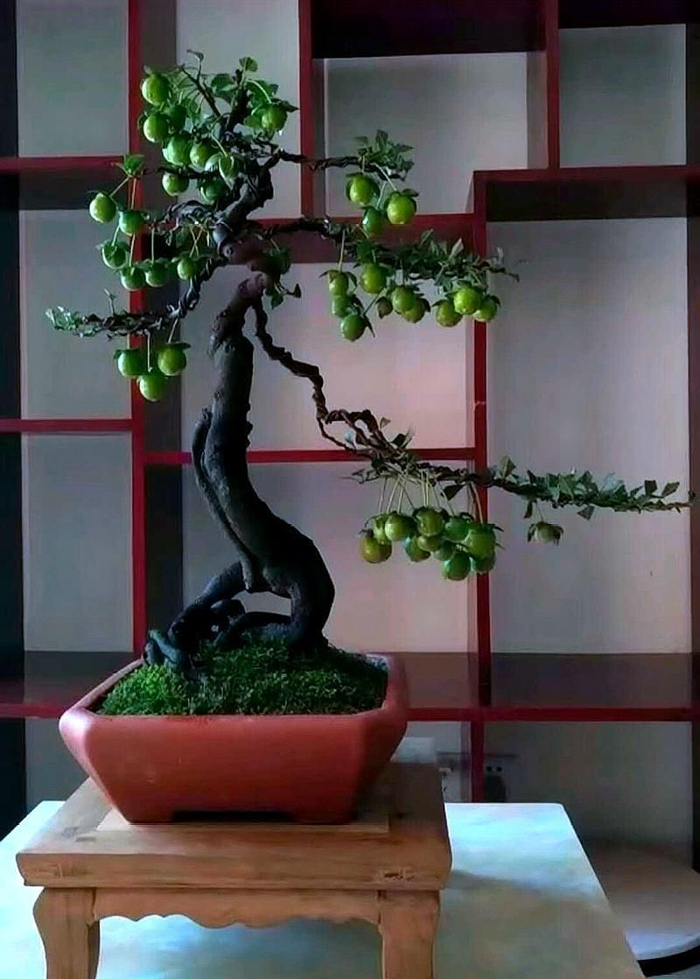 喜欢金弹子的朋友看过来,这里有许多罕见的金弹子盆景可以欣赏哦