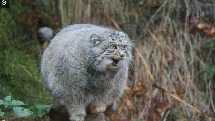 世界上最凶的猫,天生一副别人欠他的样,外观相当霸气