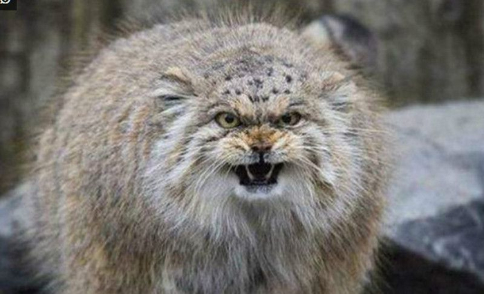世界上最凶的猫,天生一副别人欠他的样,外观相当霸气