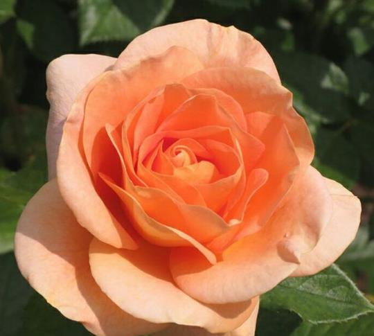 喜欢菊花不如养盆月季珍品伊芙红宝石闪耀明亮香味浓郁