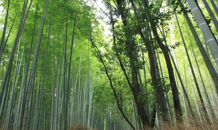 京都府西的嵯峨野竹林，竹径蜿蜒，竹林深幽，被誉为风光秀美之地
