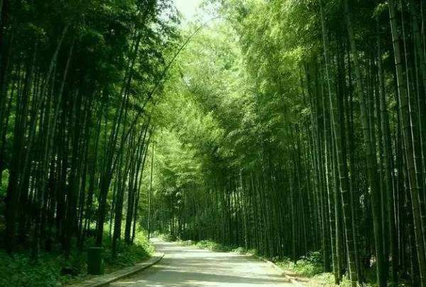 京都府西的嵯峨野竹林,竹径蜿蜒,竹林深幽,被誉为风光秀美之地
