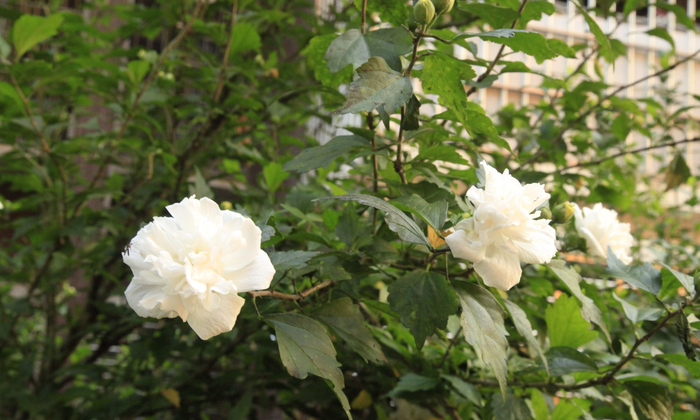 重瓣白色木槿花,朝开暮落的“无穷花”