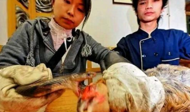 广东大菜“蛇咬鸡”让多少人下不了口，却是当地的一道美味_新浪新闻