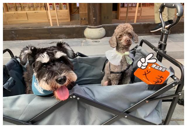 国庆集市猫猫狗狗变摊主,摆的有模有样,认真守摊贩卖可爱