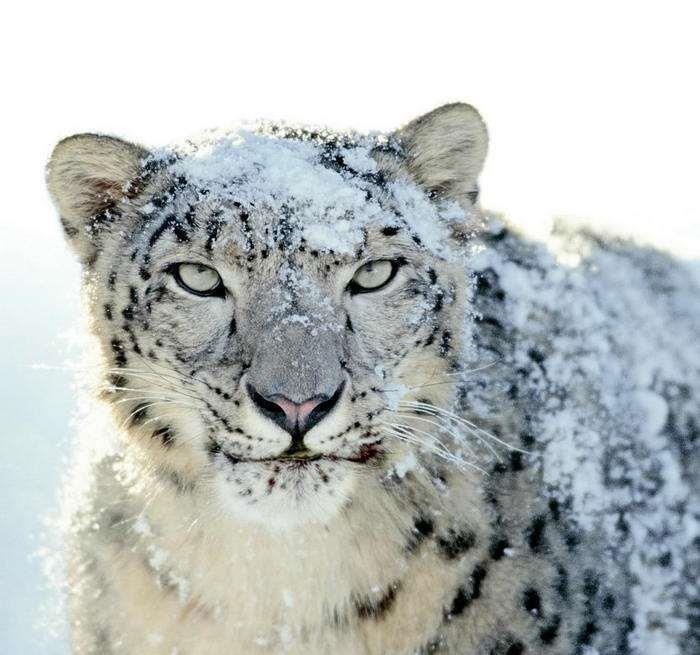 “雪山之王”的西藏雪豹，拖着这样一条尾巴跑也是够累的