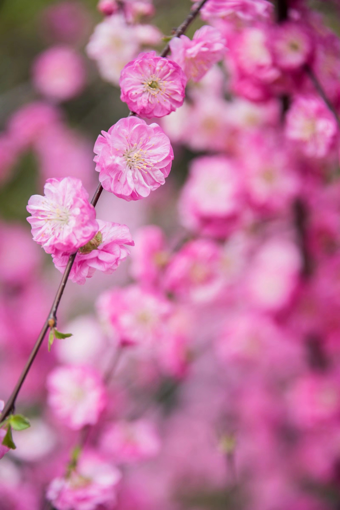 美丽的花美好的寓意欣欣向荣榆叶梅25图