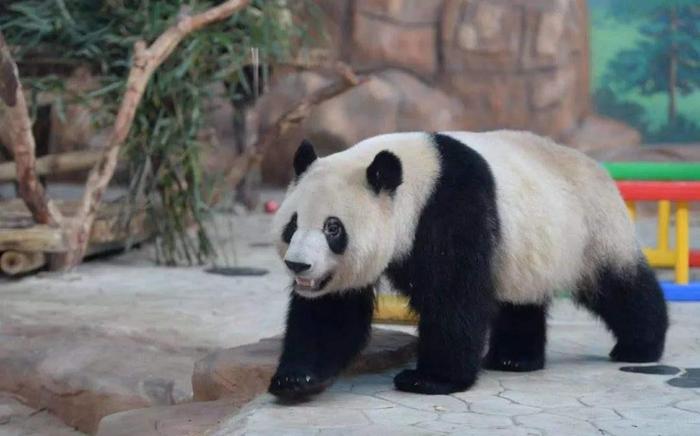 世界上最早的熊猫，生活在800万年前，是如今熊猫的鼻祖！