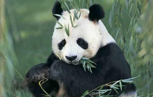 世界上最早的熊猫，生活在800万年前，是如今熊猫的鼻祖！