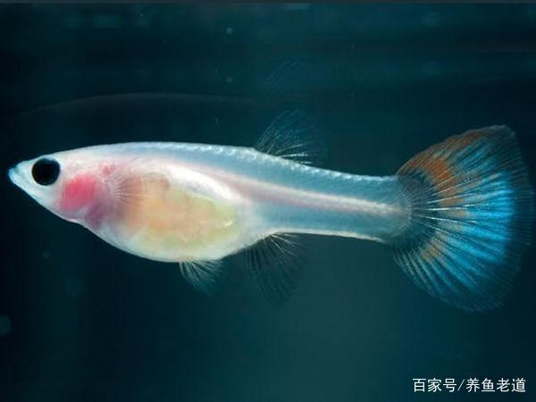 孔雀鱼为什么生完小鱼后就会塌腰弓背而亡,到底原因在哪
