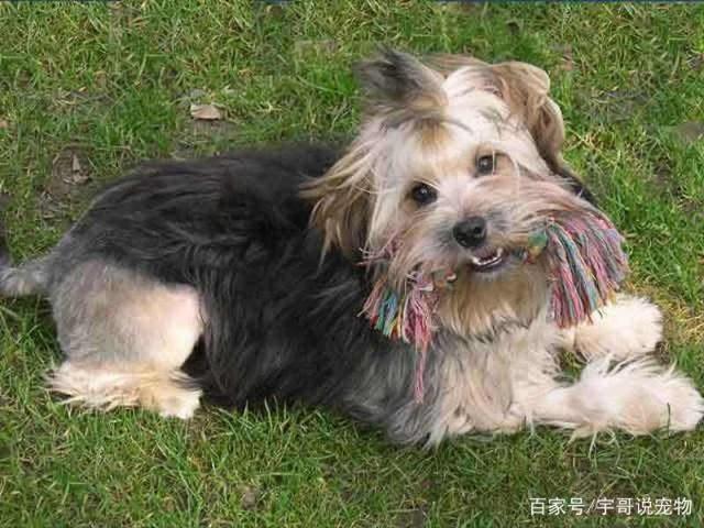 劳臣犬图片