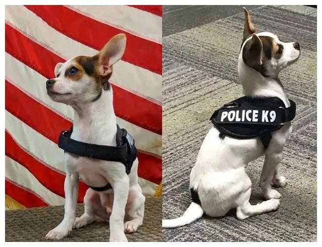 边牧:连二哈都可以当警犬,为什么我不行?