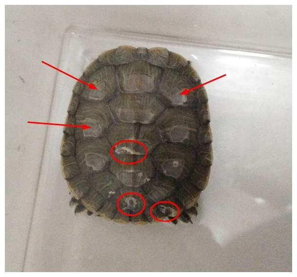 乌龟背部起白斑?造成的原因和治疗方法