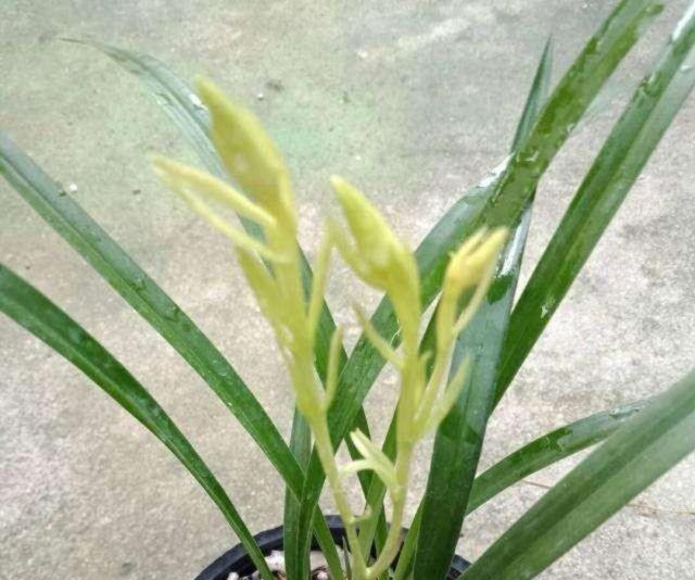呀!终于明白建兰的花芽是这样分化的|叶芽|左右|植株|缓释|之后_新浪新闻