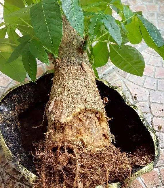发财树烂根能救活吗?教你3个挽救小妙招,让发财树“起死回生”|养护_新浪新闻