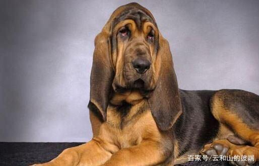 动物趣闻狗狗小知识，狩猎犬有哪些