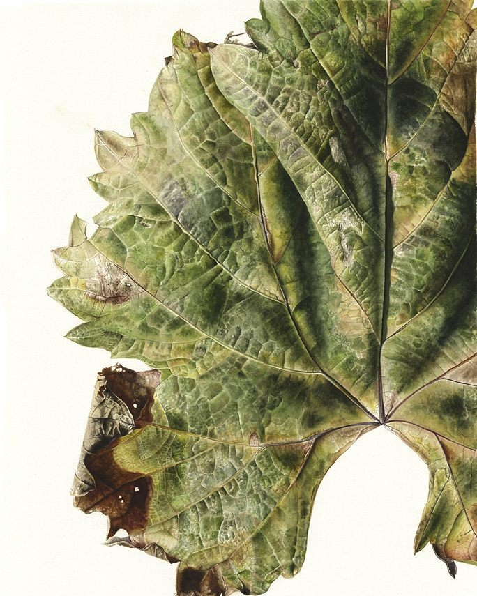 凉风有信,一叶知秋 Inky Leaves 的水彩树叶