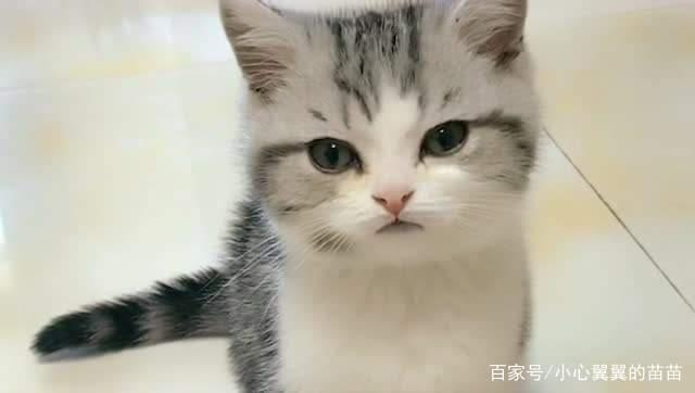 如果家里养的猫很凶,铲屎官可以丢掉它吗