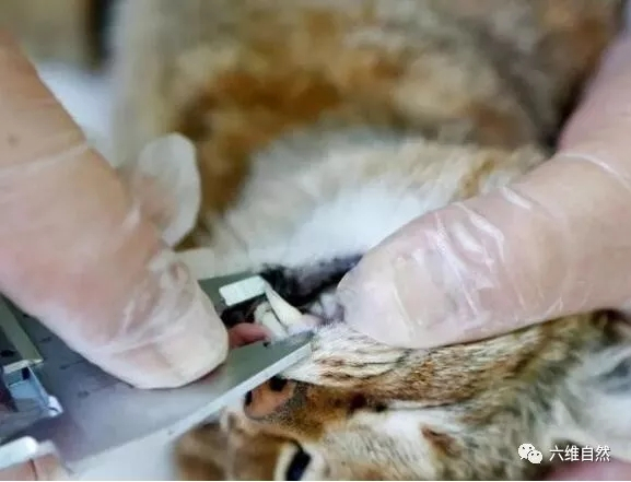 法国发现像狸花猫的新物种,猫狐仅被发现16只,12只已被捕捉|野猫|猫科|岛屿|金雕|猎食者_新浪新闻