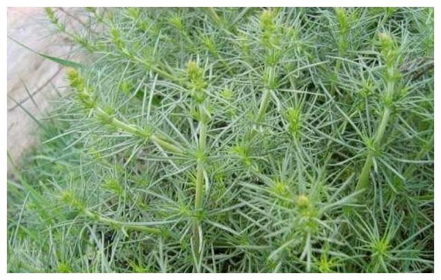 农村特有的这种野草,人称“猪毛菜”,口感清脆还是一味珍贵药材|猪毛菜|野草|口感
