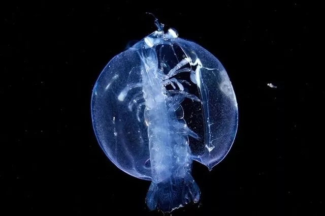 谁说深海没有“银河系”?我们就是最亮的“星”