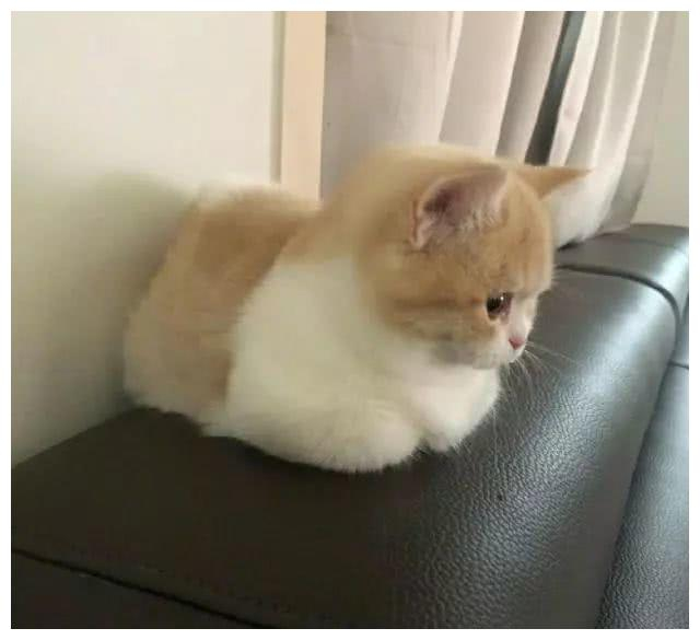 揣着小手手的小猫猫超乖巧，大眼睛瞪的圆圆的，信任你才揣手呢