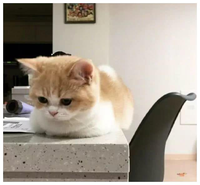 揣着小手手的小猫猫超乖巧，大眼睛瞪的圆圆的，信任你才揣手呢
