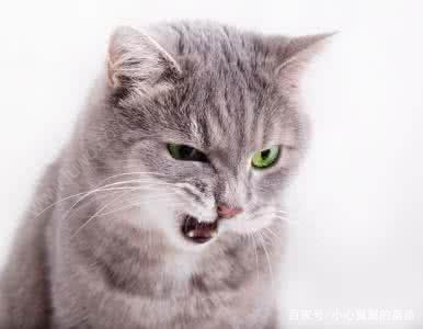 如果家里养的猫很凶,铲屎官可以丢掉它吗