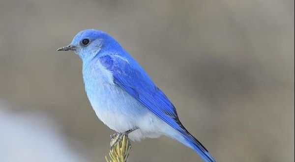 青鸟全文下载地址 青鸟小说内容有哪些精彩片段