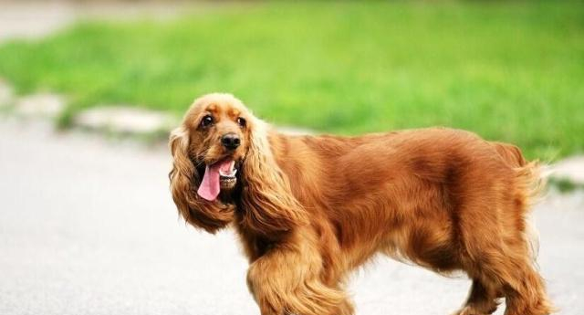 与金毛长相类似的可卡犬，饲养它的时候要注意什么，你了解它吗？